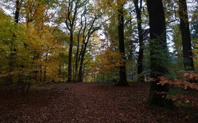 Initiativpapier zum möglichen (Inter)Nationalpark Reichswald