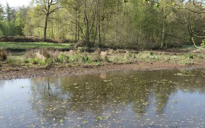 Für Mensch und Natur – NABU veröffentlicht umweltpolitischen Forderungskatalog