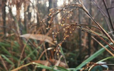 Pflegearbeiten im Hangmoor, Straelen