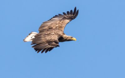 Einigung zum Schutz von Seeadler und Rotmilan
